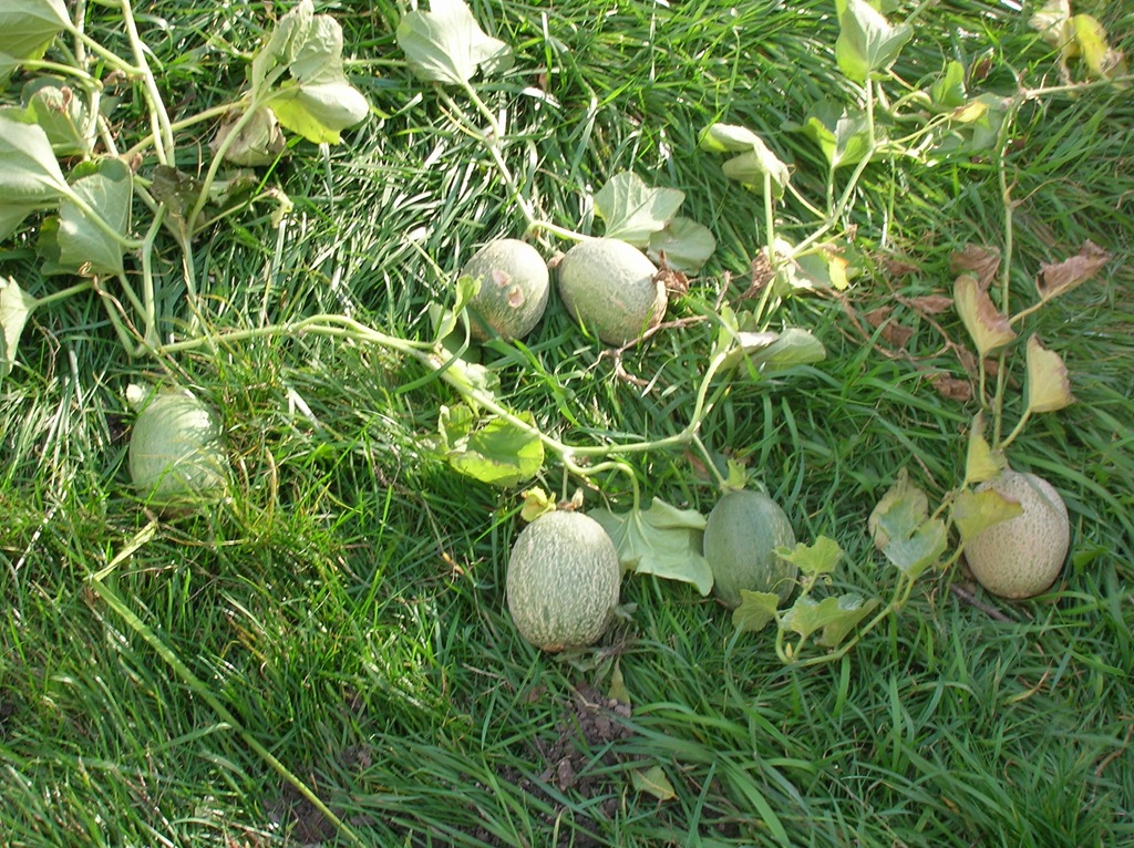 growing cantaloupes « Cheryls Garden Goodies