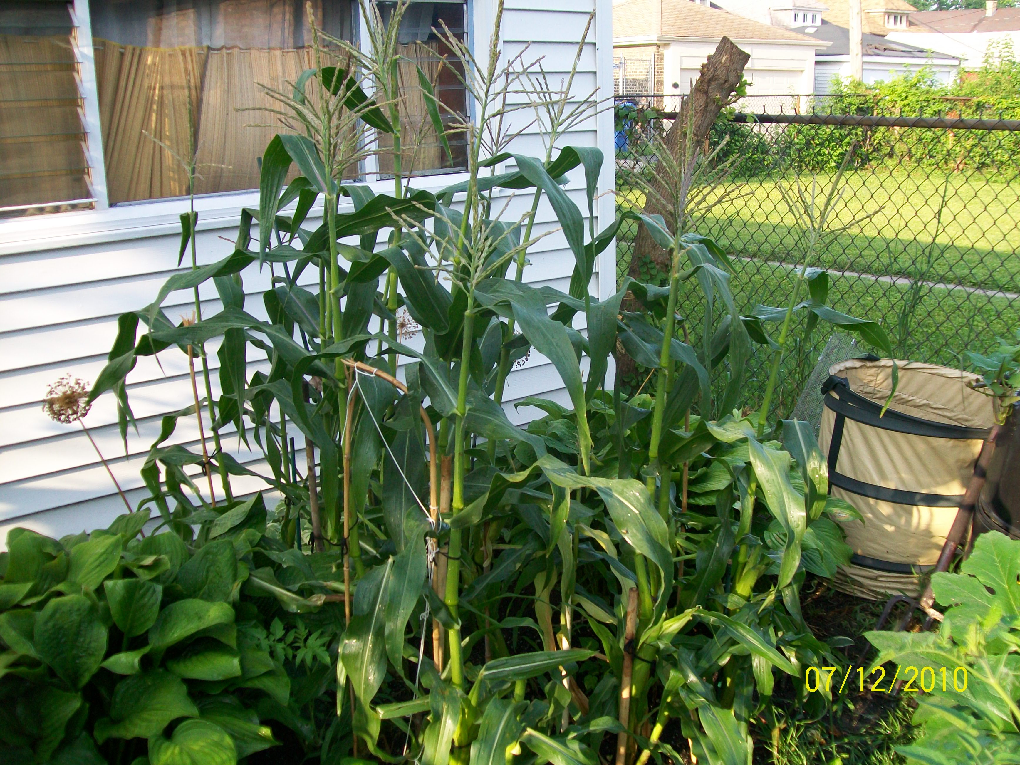 Growing Corn In Small Spaces Cheryls Garden Goodies